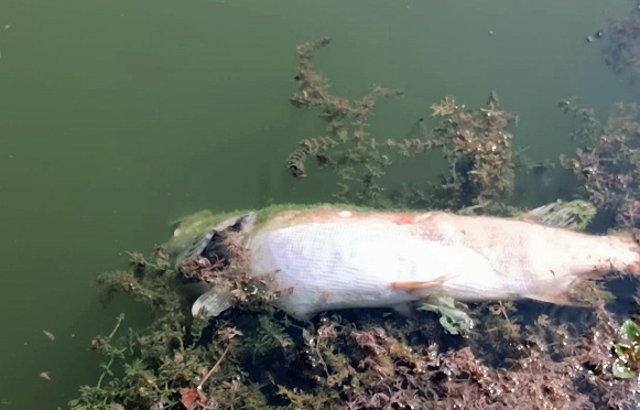Mahalleli önlem alınmasını istiyor! O gölün seviyesindeki düşüş korkuttu