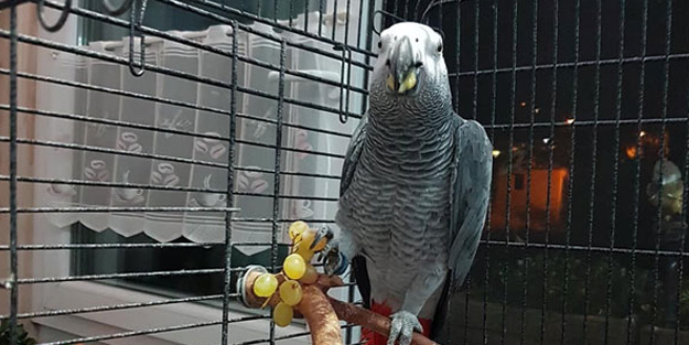Mahalleli papağan avında! Bulana ödül var