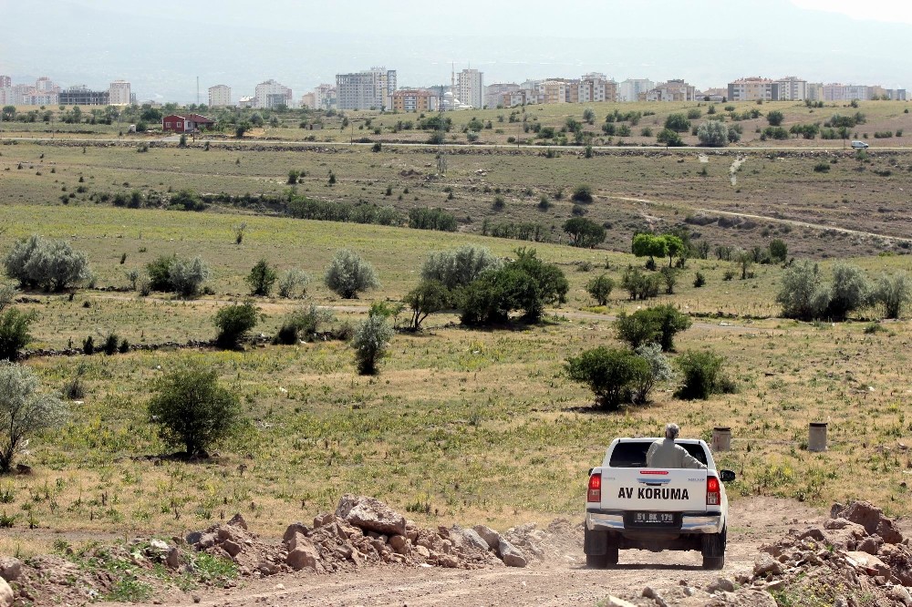Mahallelinin kurt gördüğü ihbarı ekipleri harekete geçirdi 