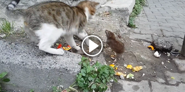 Mahallenin kedilerine kafa tutan delikanlı fare