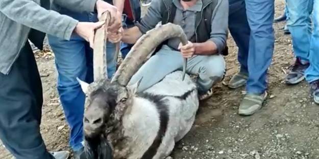 Mahalleye inen dağ keçisi tekrar doğaya salındı