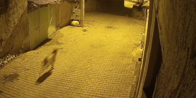 Mahalleye inen kurt neye uğradığını şaşırdı