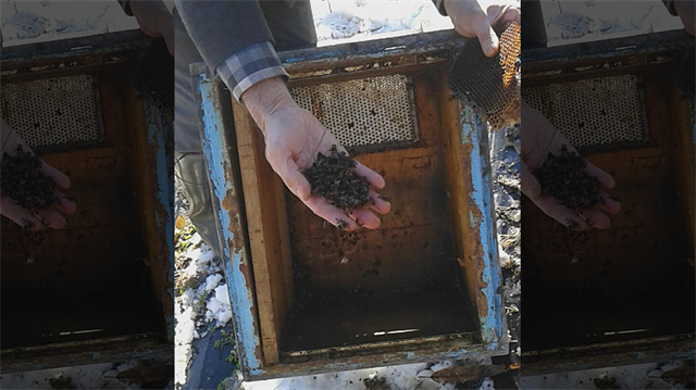 Mahalleye kadar inen ayı balları yedi