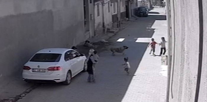 Mahalleyi esir aldılar! Başıboş köpekler çocuklara saldırdı
