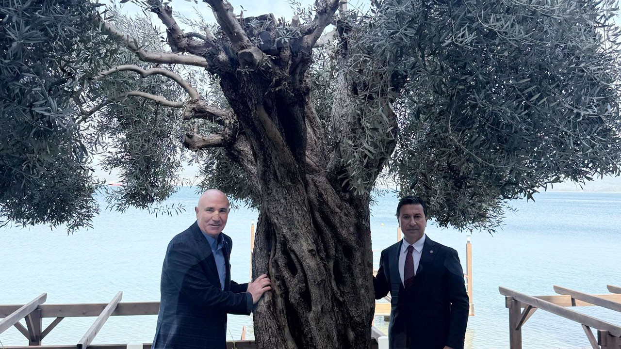 Mahmut Tanal milletin aklıyla alay ediyor! Zeytini kesen de CHP, ağlayan da CHP!