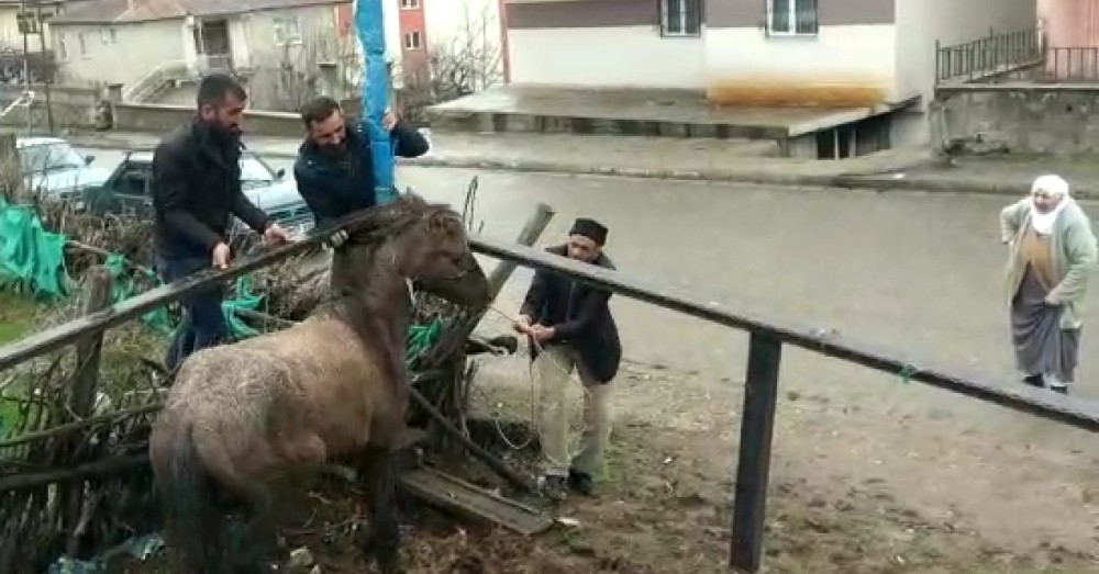 Mahsur kalan atı vatandaşlar kurtardı 