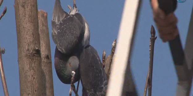 Mahsur kalan güvercinin imdadına itfaiye yetişti