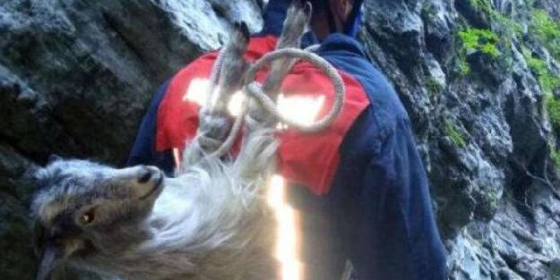 Mahsur kalan keçiyi sırtına bağlayarak kurtardı