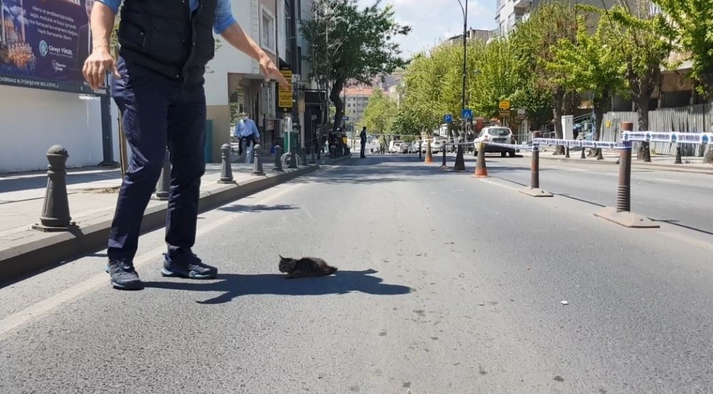 Mahsur kalan kediler için yıkım durduruldu 