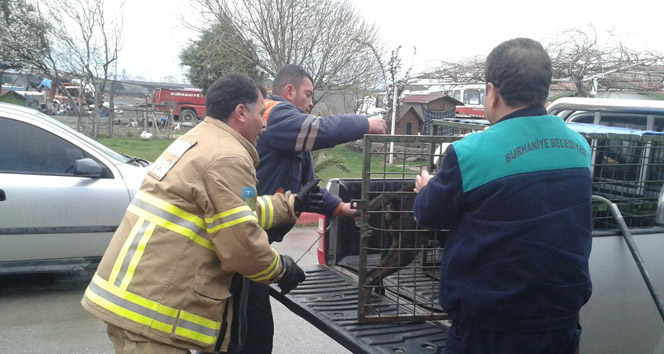Mahsur kalan köpegi itfaiye ekipleri kurtardı