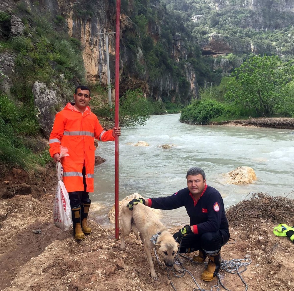 Mahsur kalan köpek ve 6 yavrusunu itfaiye ekipleri kurtardı 