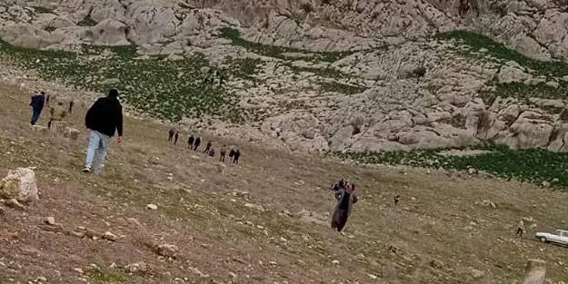 Mahsur kalan koyunlarını kurtarmak isterken can verdi