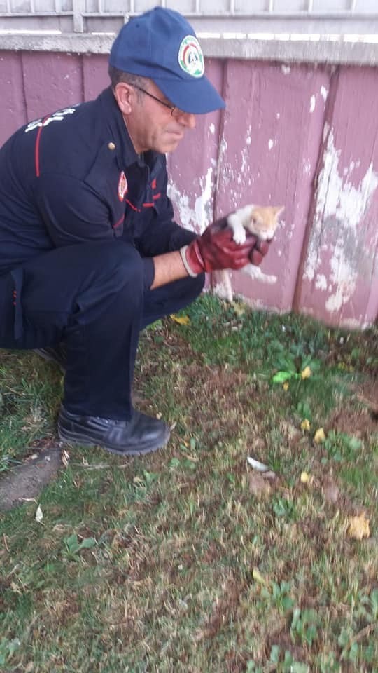 Mahsur kalan yavru kedi kurtarıldı 