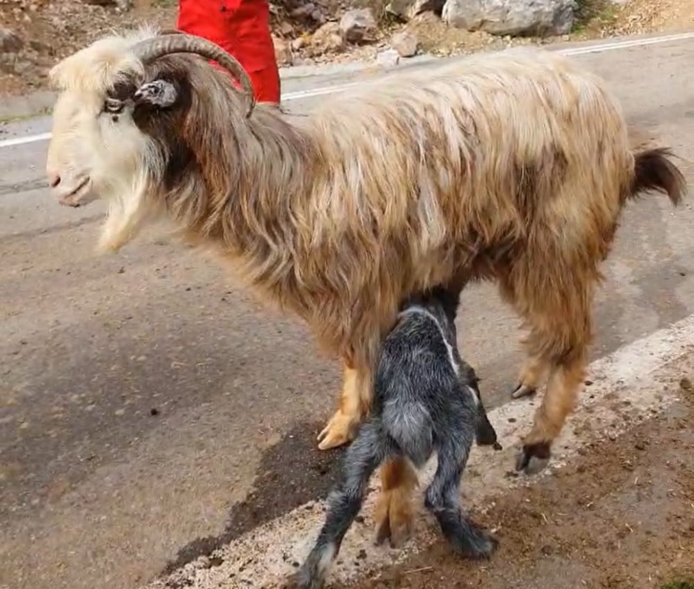 Mahsur kaldığı mağaradan kurtarılan keçi emzirmek için yavrusuna koştu 