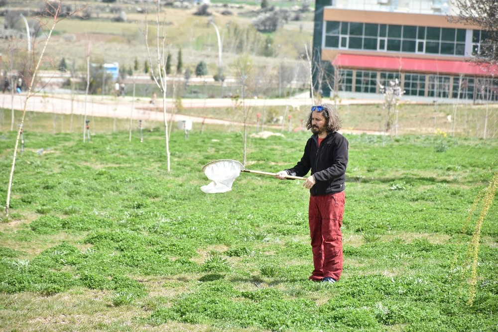 MAKÜ kelebek göçüne ev sahipliği yapıyor 