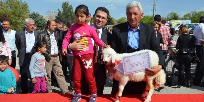 Malatya’da en iyi kuzu yarışması