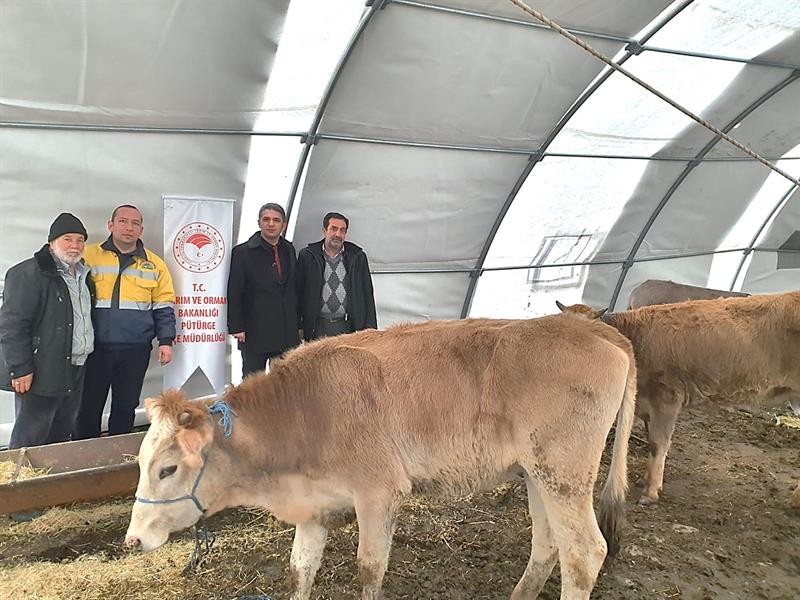 Malatya’da, 93 çiftçiye 552 baş damızlık düve alımı desteklemesi 