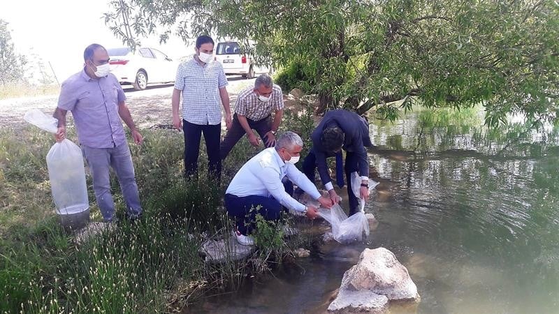 Malatya’da göletlere 50 bin balık bırakıldı 