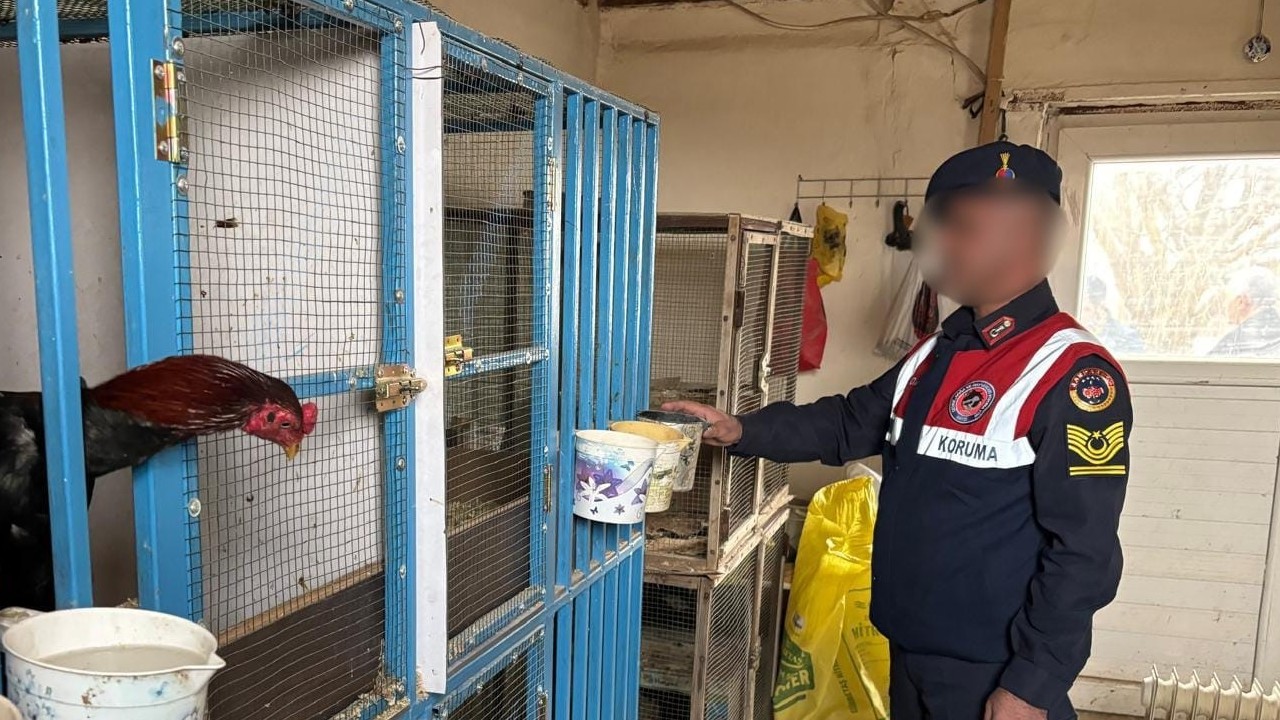 Malatya’da horoz dövüşüne operasyon