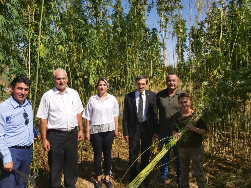 Malatya’da ilk kenevir hasadı başladı 
