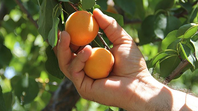 Malatyada kayısı beklenenden erken çiçek açtı
