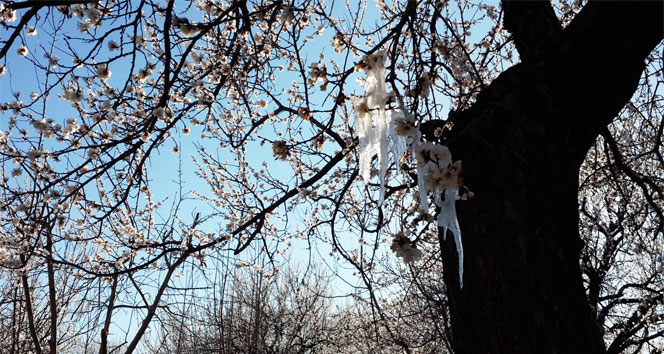 Malatya'da kayısıyı don vurdu