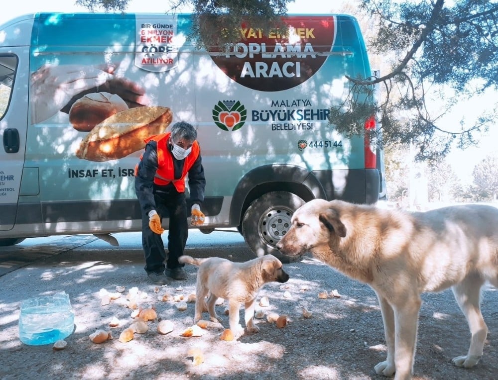 Malatya’da parklara sokak hayvanları için ekmek bırakılıyor 