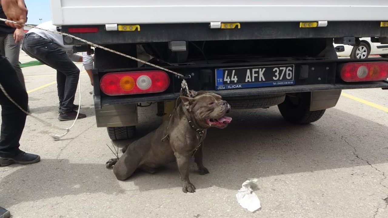 Malatya’da pitbull dehşeti! 1 yaralı