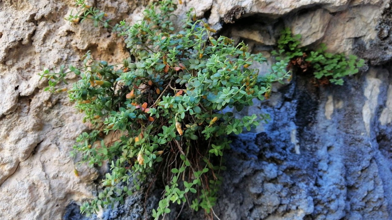 Malatya’da şaşırtan keşif! Bu bitki sarı kantarondan daha güçlü çıktı