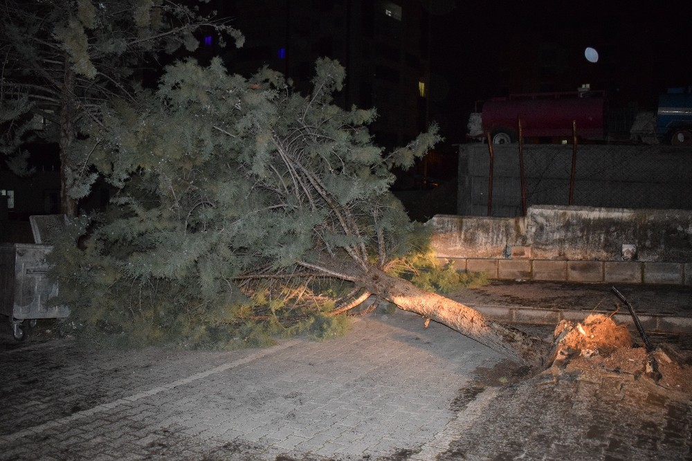 Malatya’da şiddetli fırtına ağacı kökünden söktü 