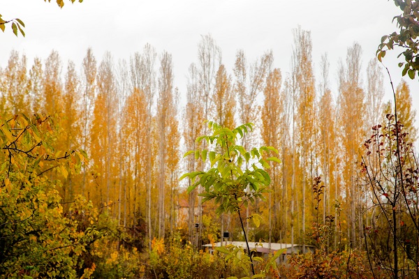 Malatya'da sonbahar güzelliği