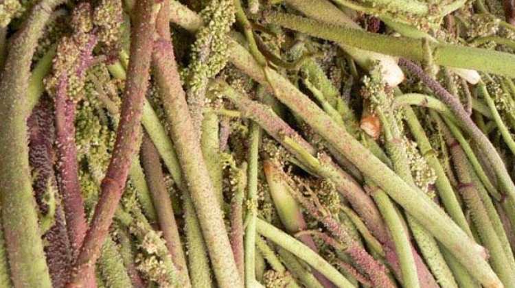 Malatya'da yetişiyor! Kansere bile çare