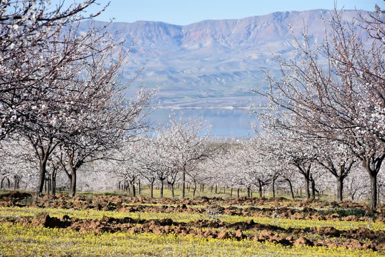 Malatya'daki kayısı ağaçları doğa harikası