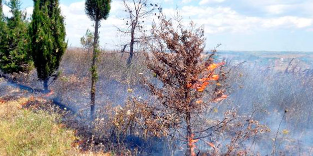 Malkara'daki yangında 50 dönüm ormanlık alan yandı