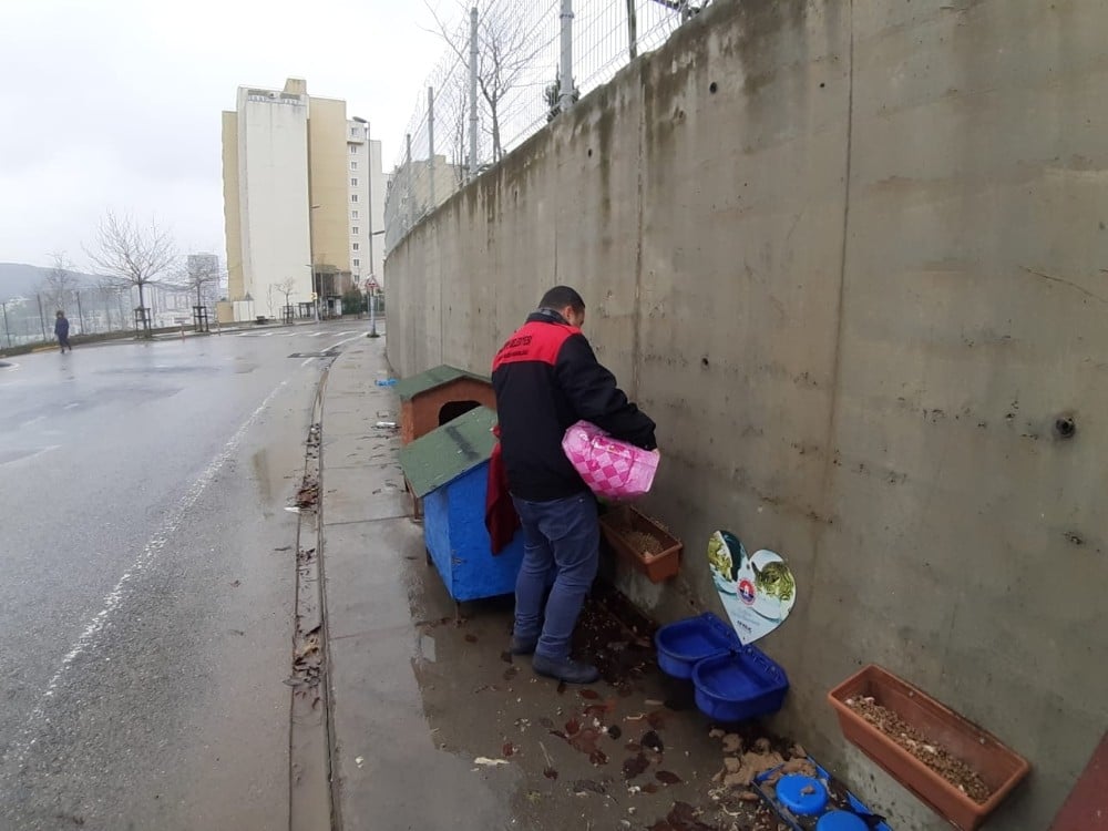 Maltepe’de 2019’da 15 bin sokak hayvanı tedavi edildi 