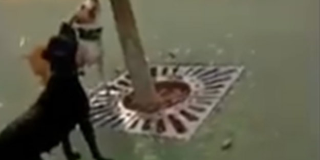 Maltepe’de köpek dehşeti! Hayvanseverler ayaklandı