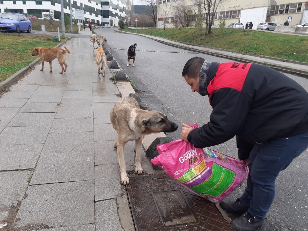 Maltepe’deki can dostlara bin 500 kilogram mama 