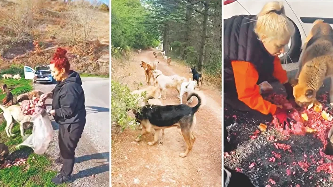 Mama lobisi şimdi de ormanları ele geçirdi!