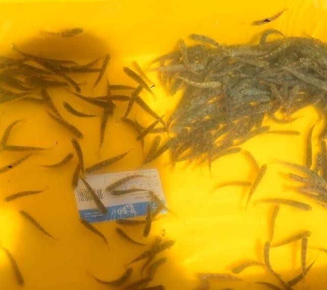 Manahoz Deresine 6 bin kırmızı benekli yavru alabalık salındı 