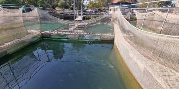 Manavgat Irmağı üzerindeki balık çiftliğinde 13 bin alabalık telef oldu