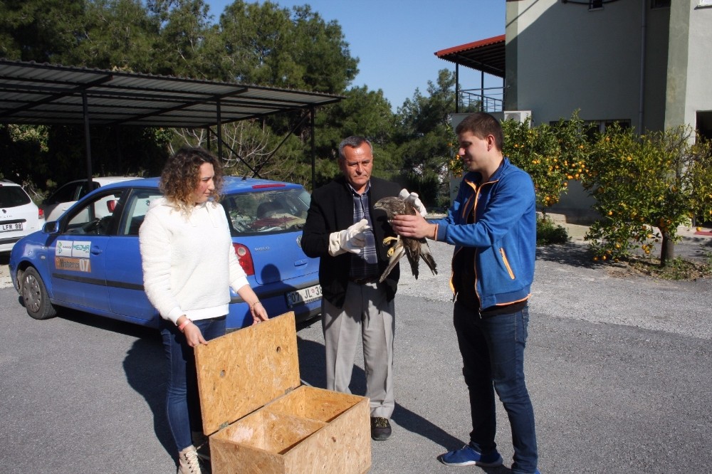 Manavgat’ta bulunan yaralı şahin Milli Parkı Şefliğine teslim edildi 