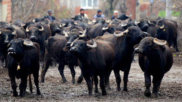 Manda sayısı 7 yılda 150 bine yükseldi