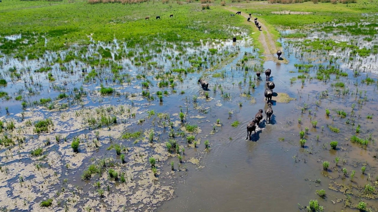 Mandalar sıcaktan kaçıp Eber Gölü’ne girdi! Görenler Serengeti sandı