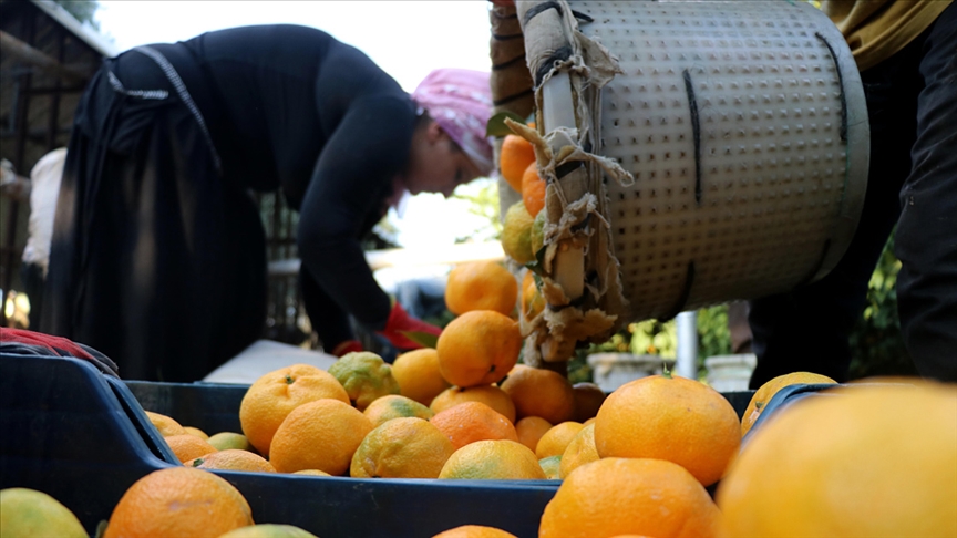 Mandalina üreticileri sezonu 'mutlu' uğurluyor