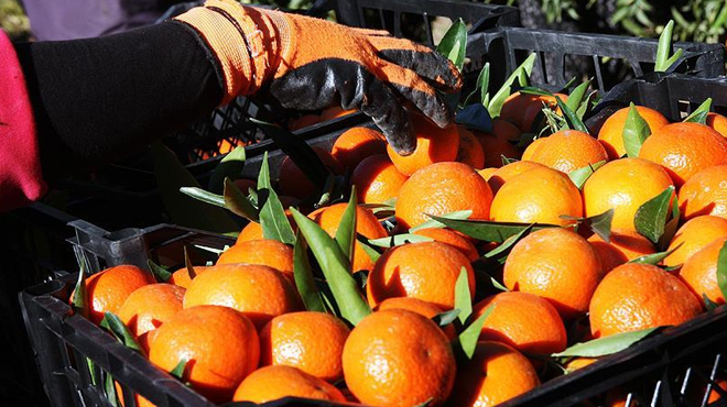 Mandalina zam şampiyonu