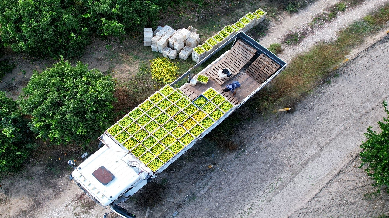 Mandalinada 500 bin ton rekolte bekleniyor