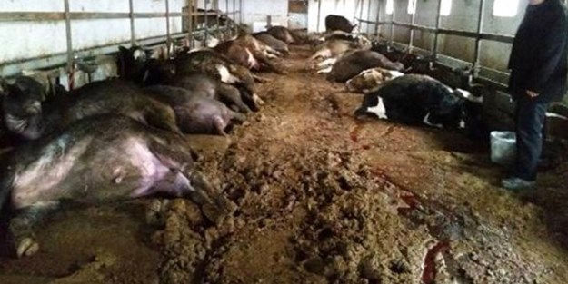 Mandırada yürek yakan manzara