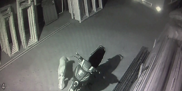 Mangal yapmak için aldıkları etleri köpek böyle çaldı