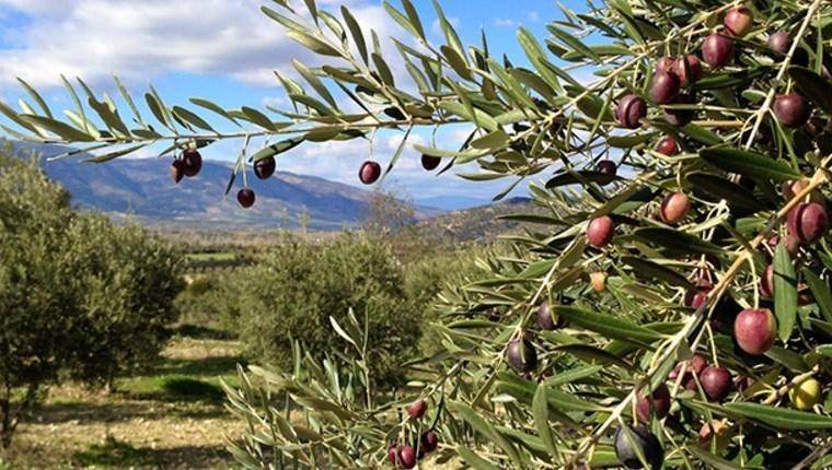 Manisa Akhisar’da 30 dönüm zeytinlik icradan satılık