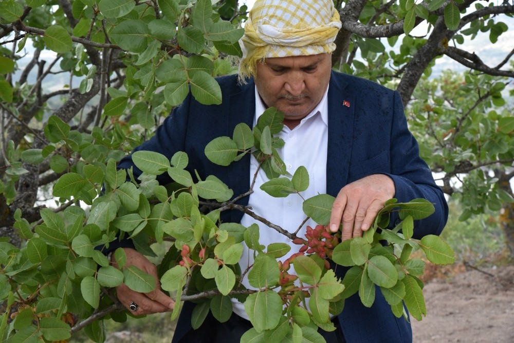 Manisa, Antep fıstığında 300 ton rekolte bekliyor 
